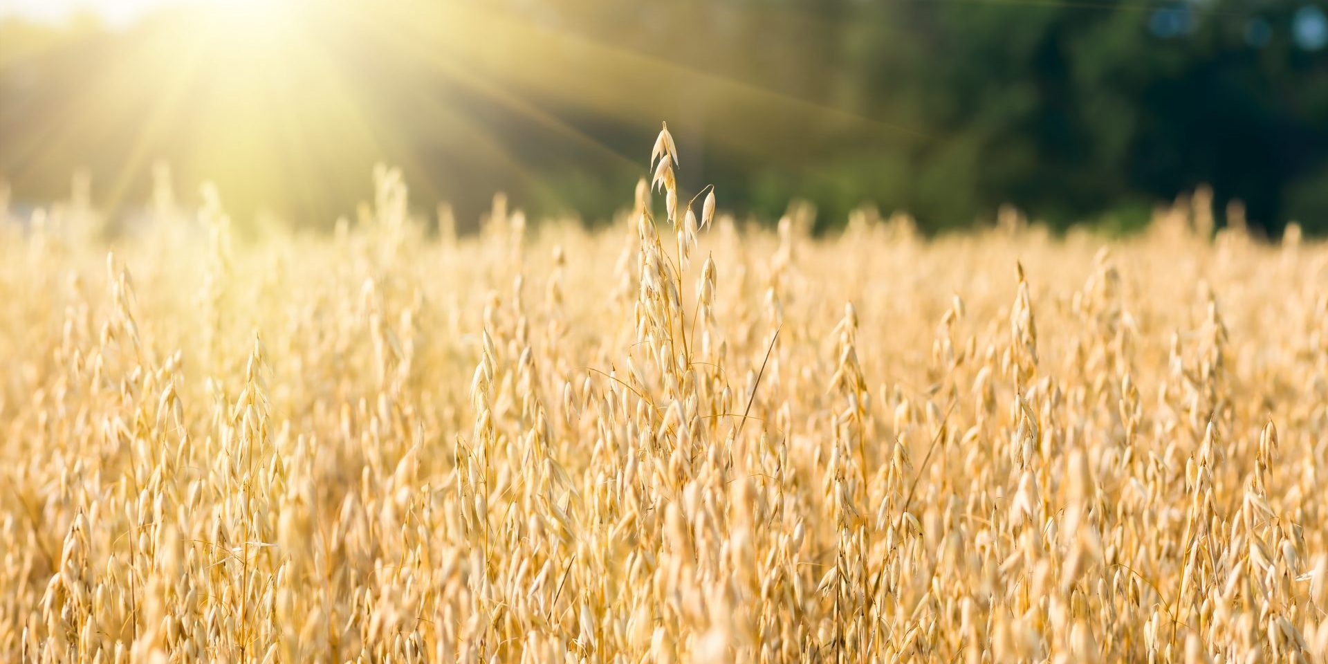COFCO UK Weekly Report 04/02/2020
