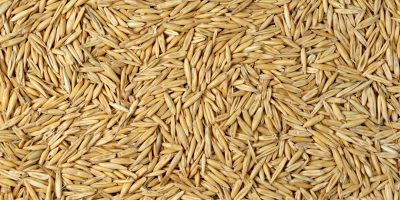 Close up of oat grains