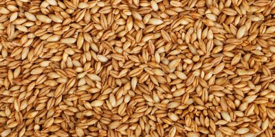 Close up of Barley Grains
