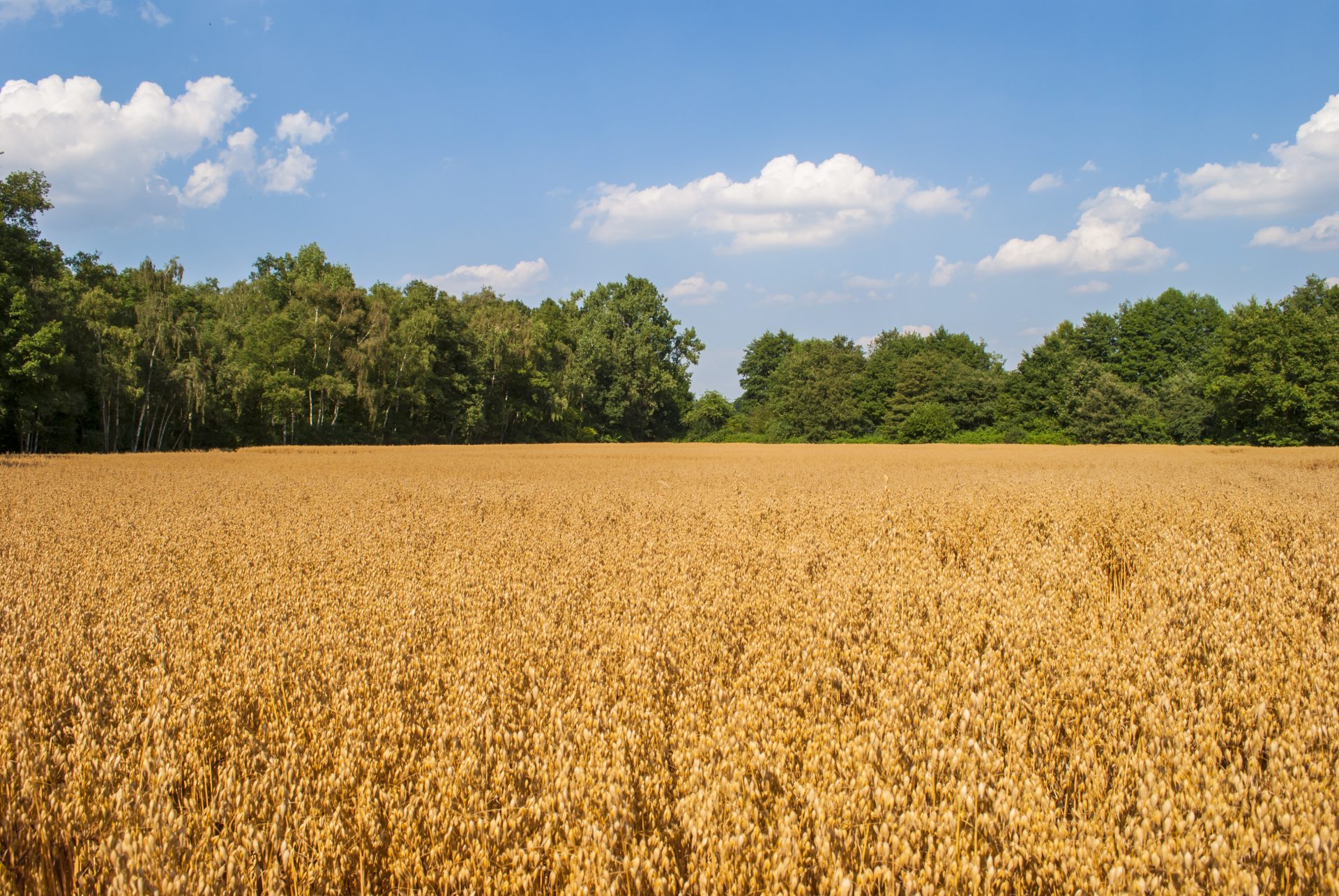 Oat field