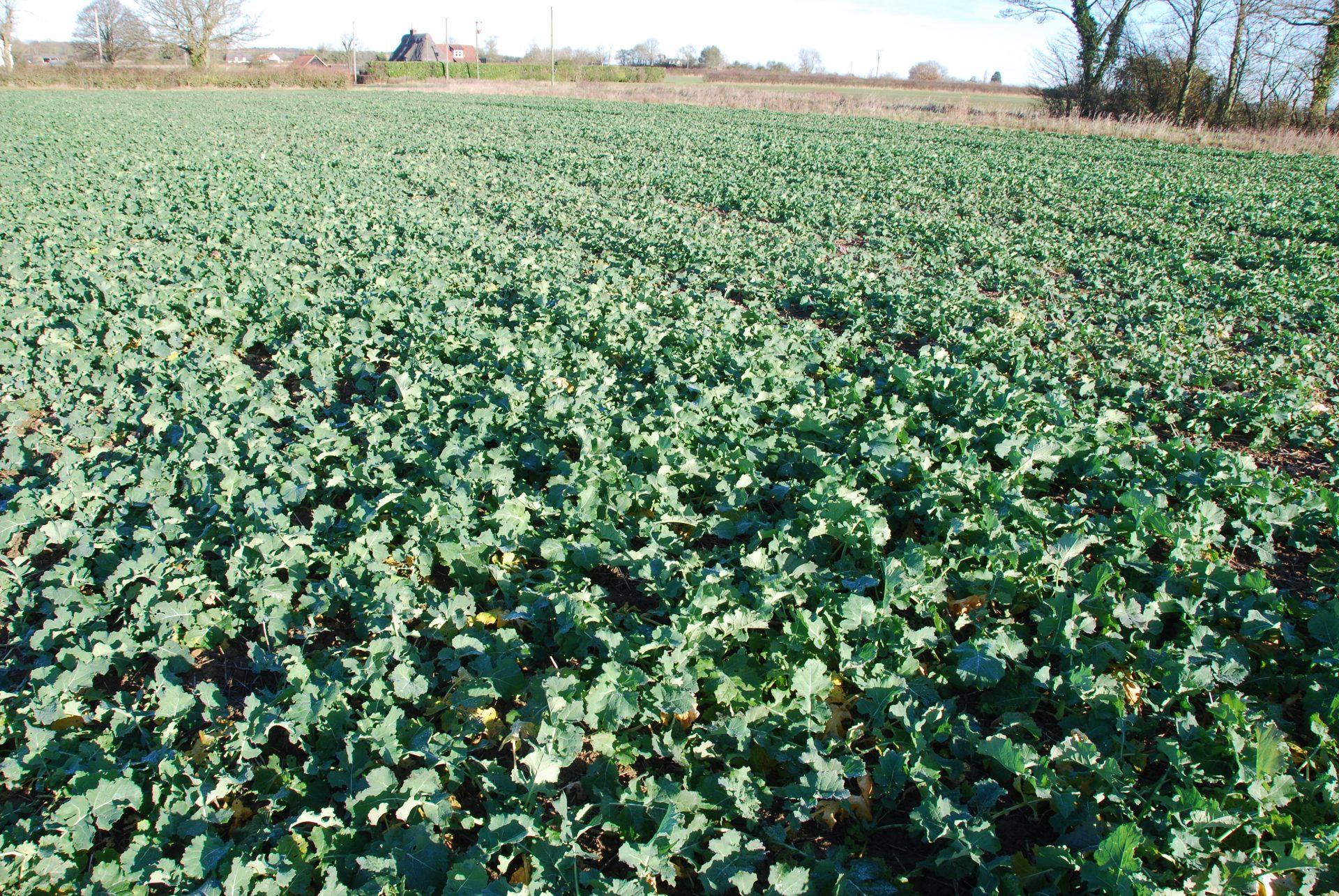 Fertiliser Focus – 10th May 2021