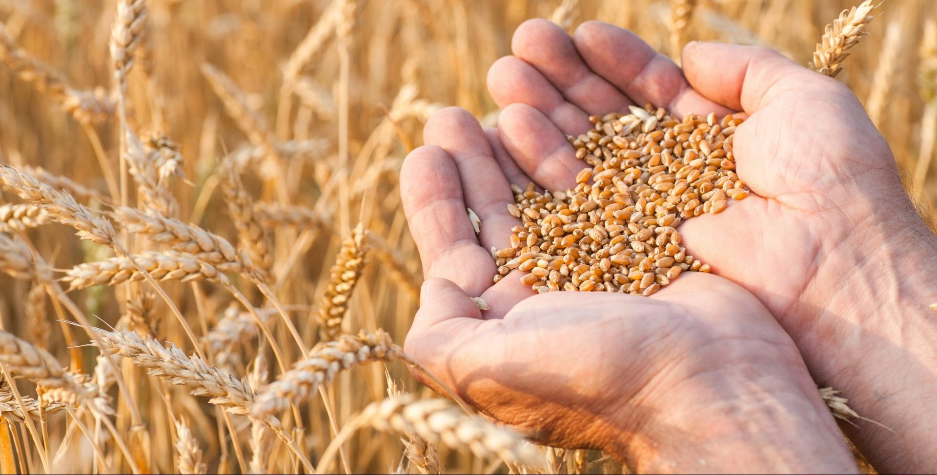 COFCO UK Grains Report – 16/02/2021