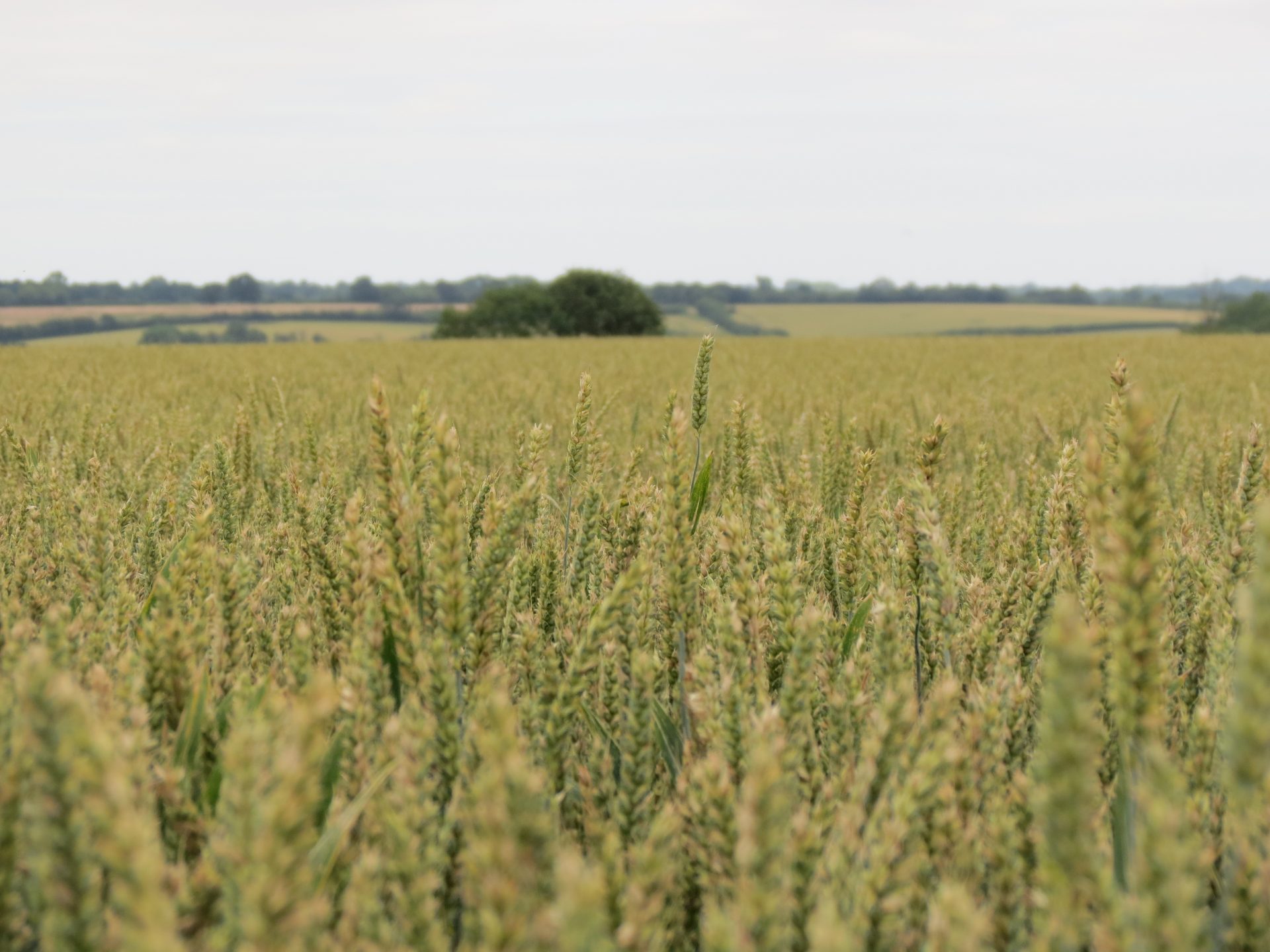 Fertiliser Focus – 27th January 2020