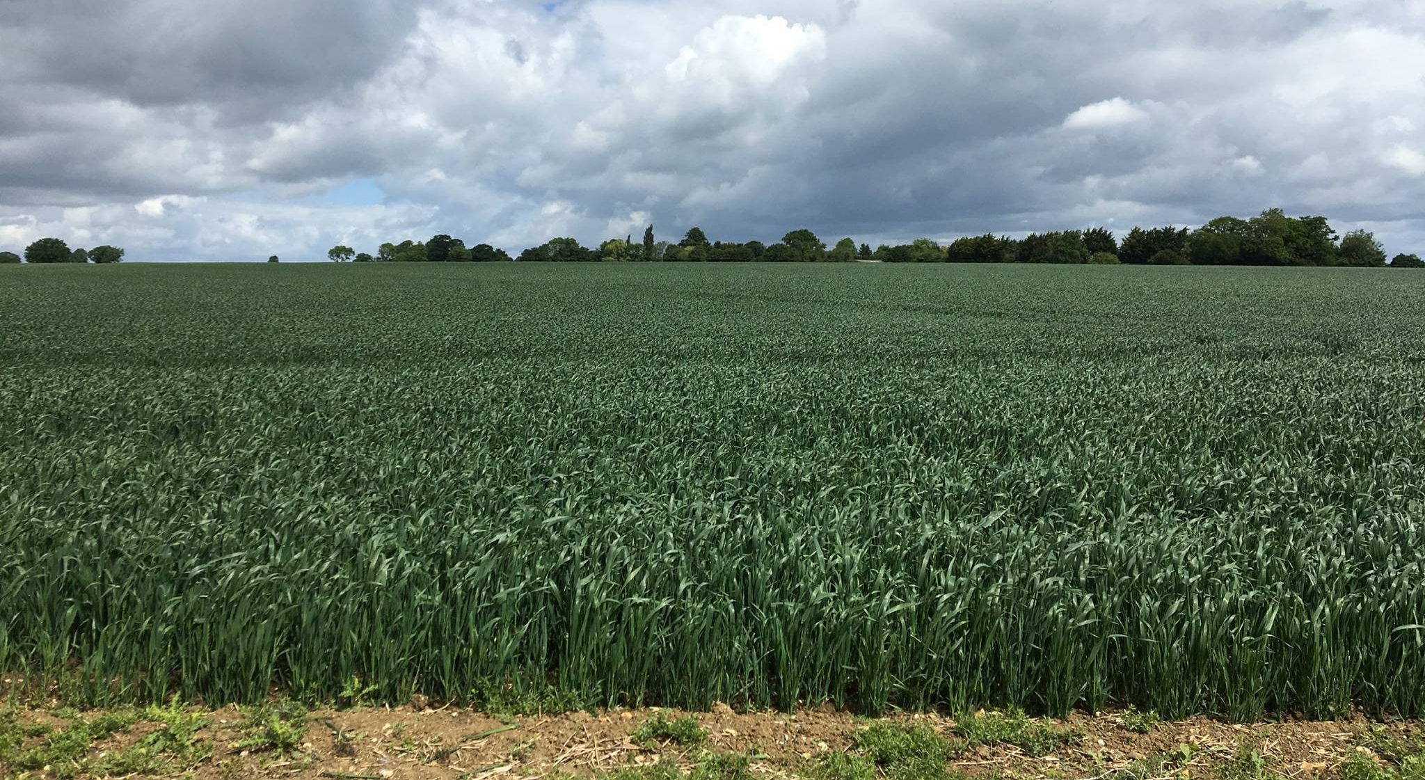 COFCO UK Grains Report – 16/03/2021