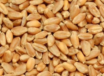 Close up of milling wheat grains