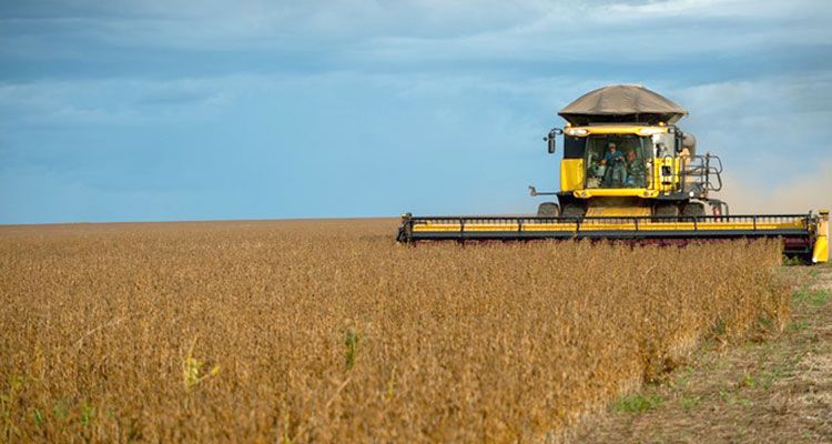 COFCO UK Grains Report 06/11/2020
