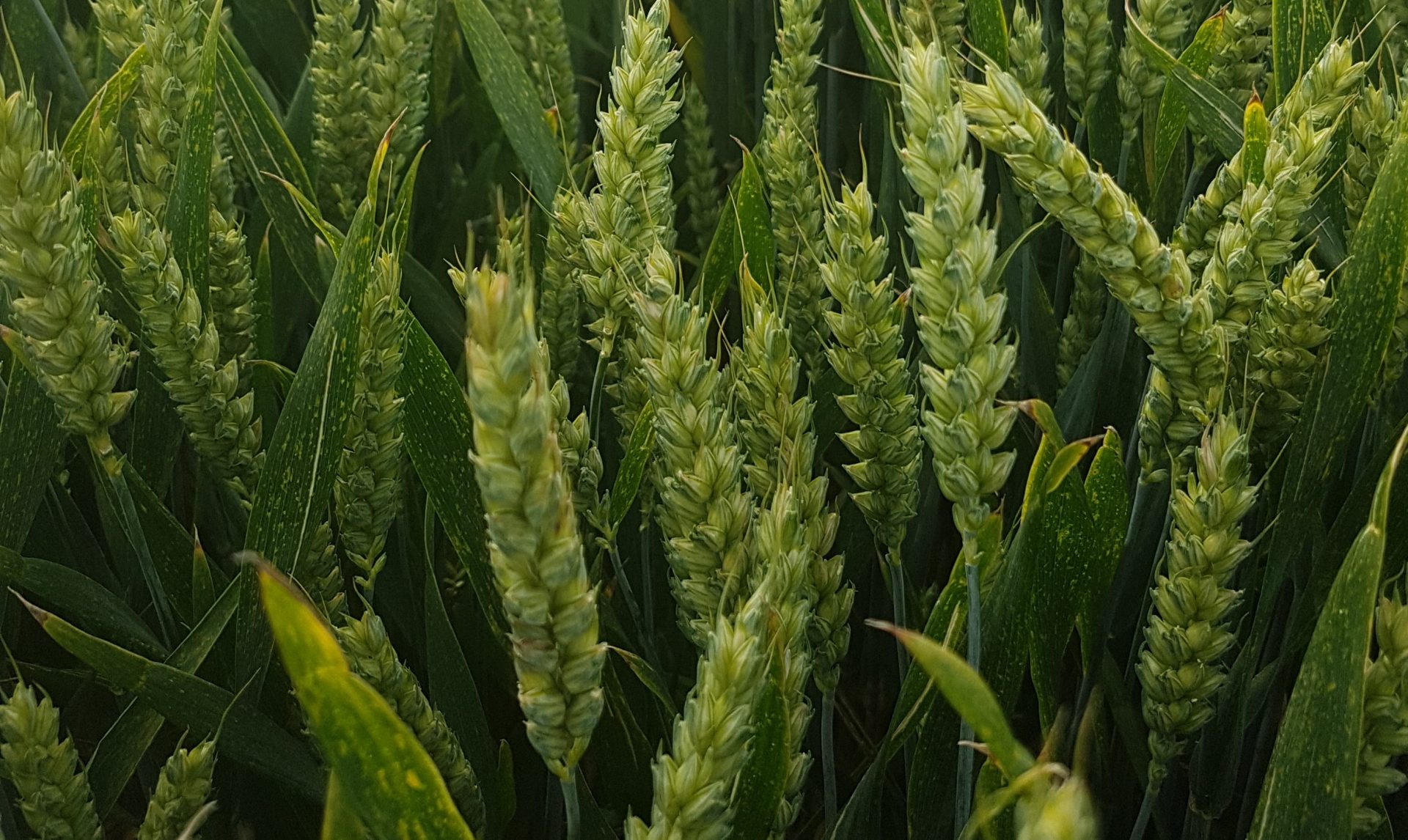 Reflection wheat