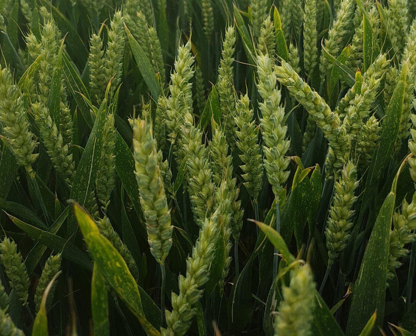 Liquid Fertilisers – An Increasingly Appealing Option