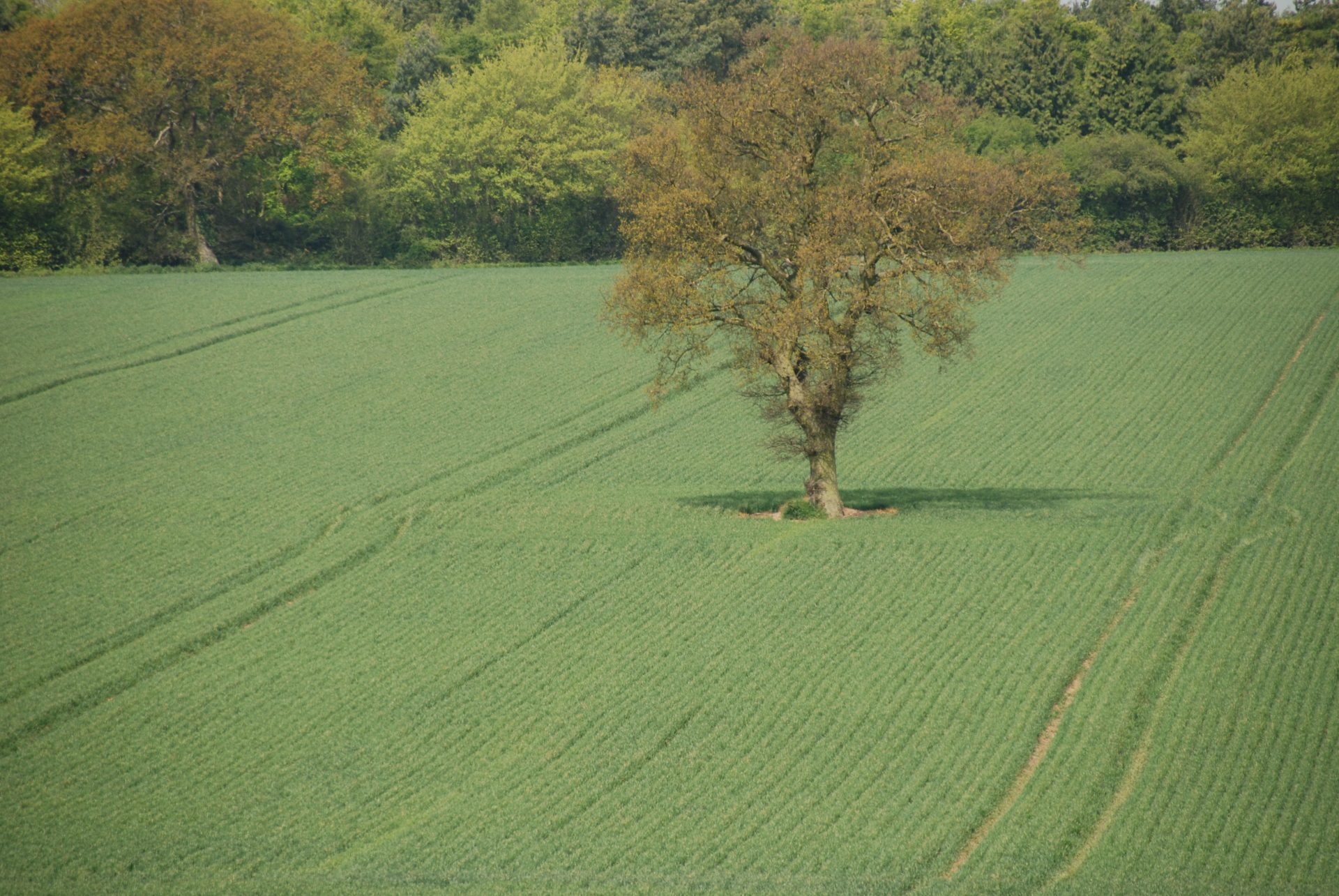 COFCO UK Grains Report – 01/04/2021