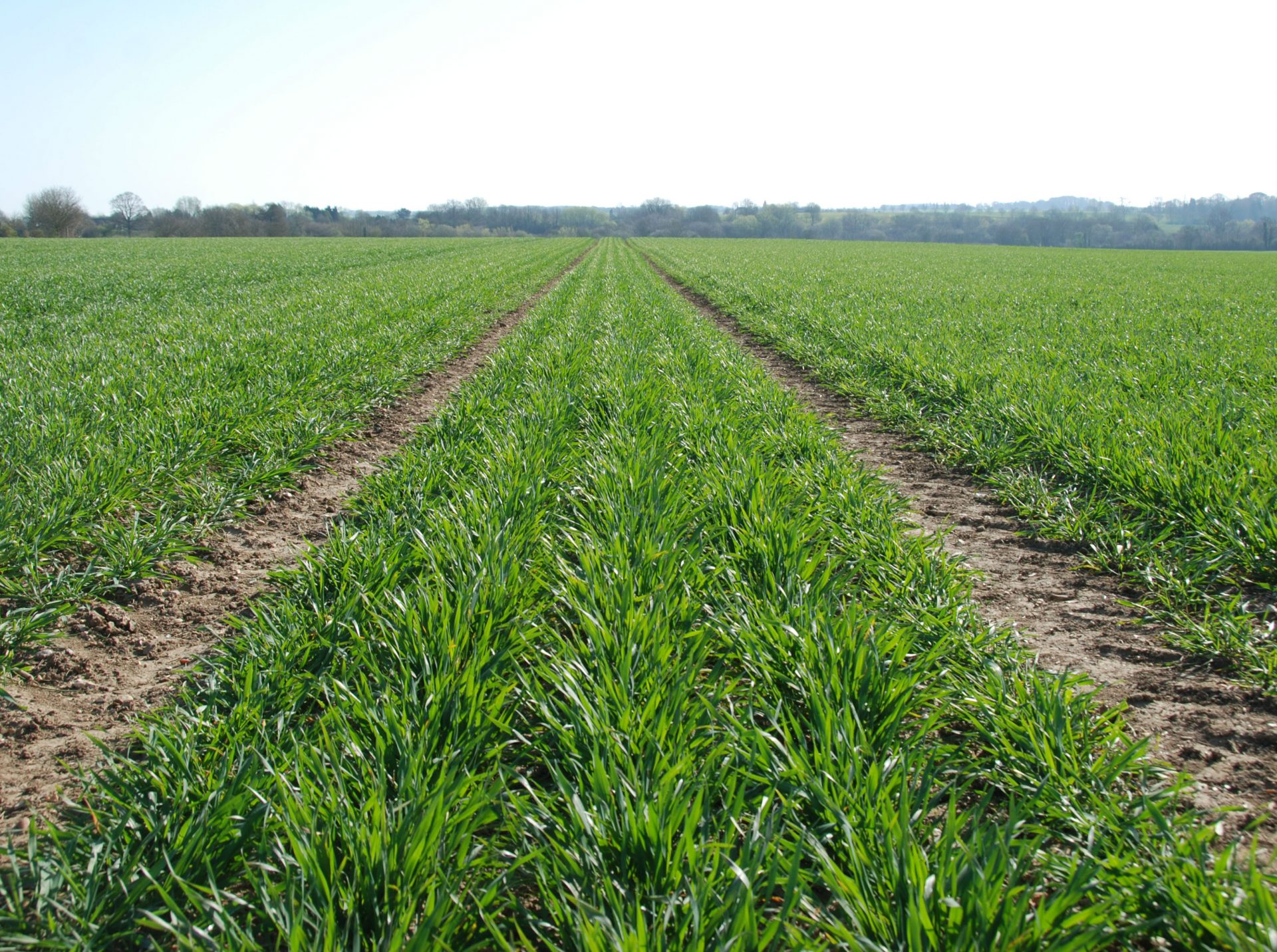 COFCO UK Grains Report – 05/05/2021