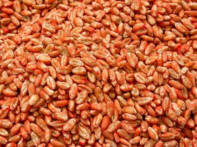 Wheat Seed