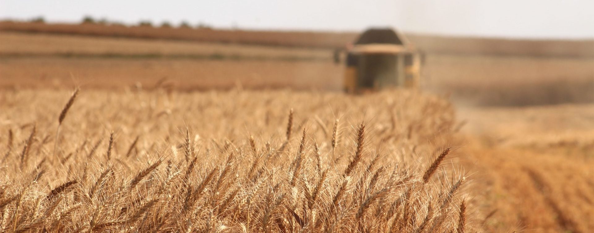 Out of focus combine harvester driving through field