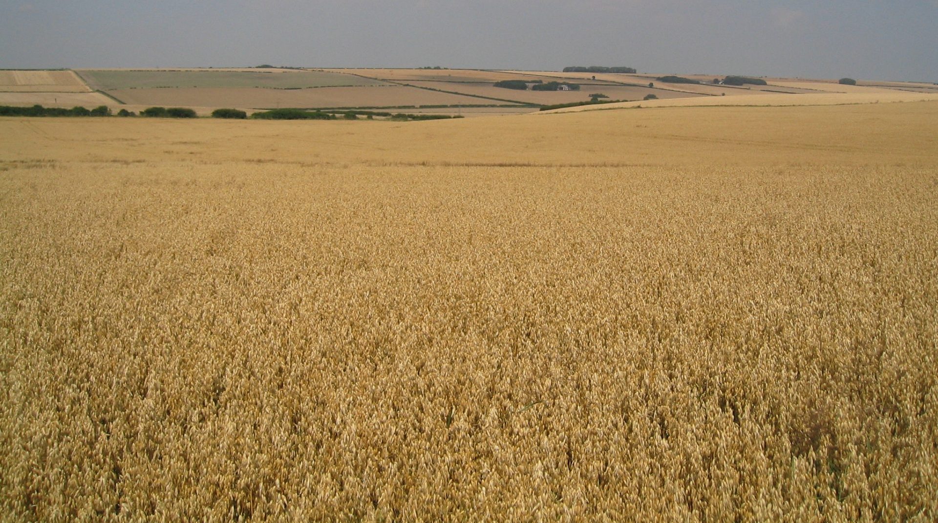 COFCO UK Grains Report – 24/03/2021