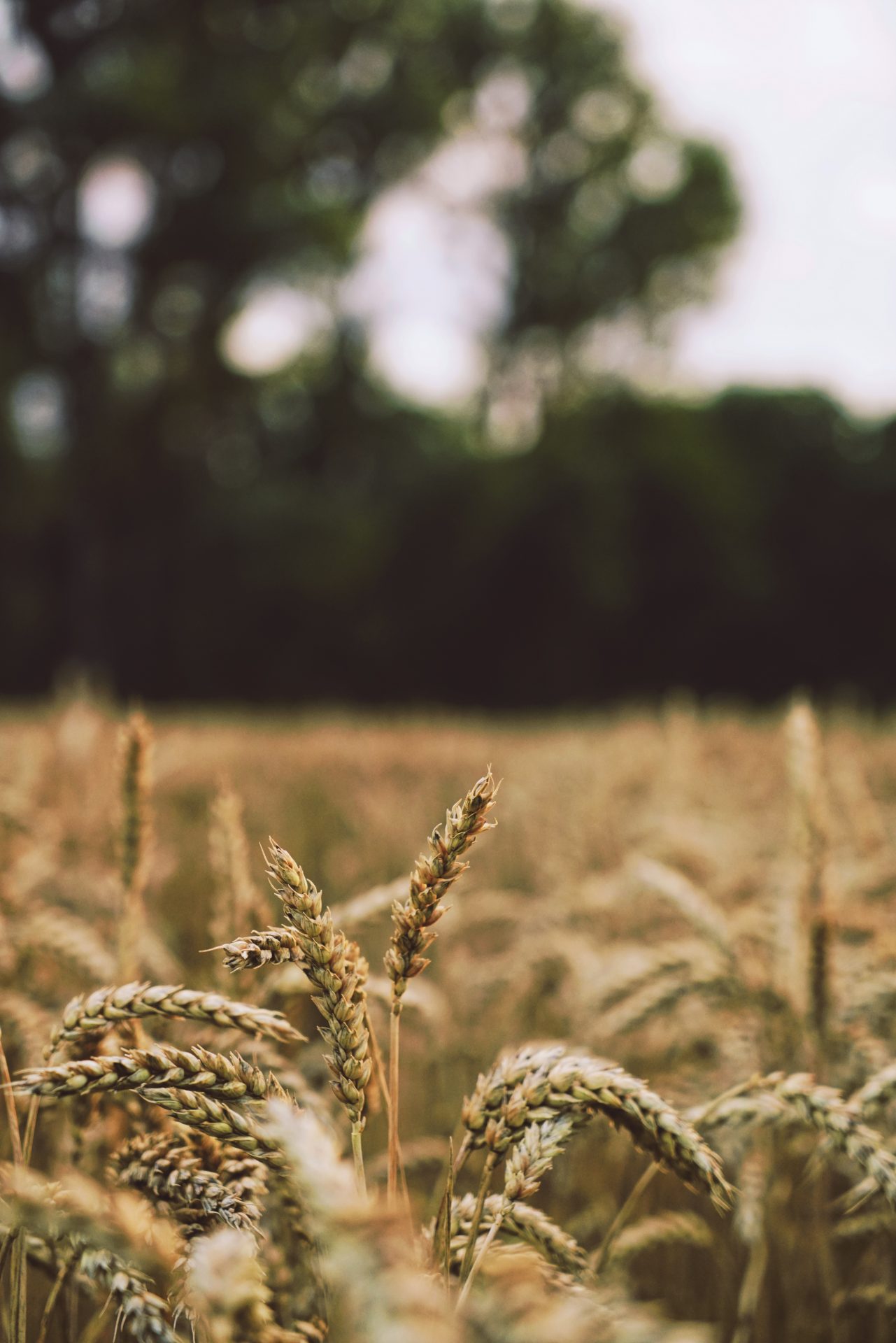 Fertiliser Focus – 2nd December 2019