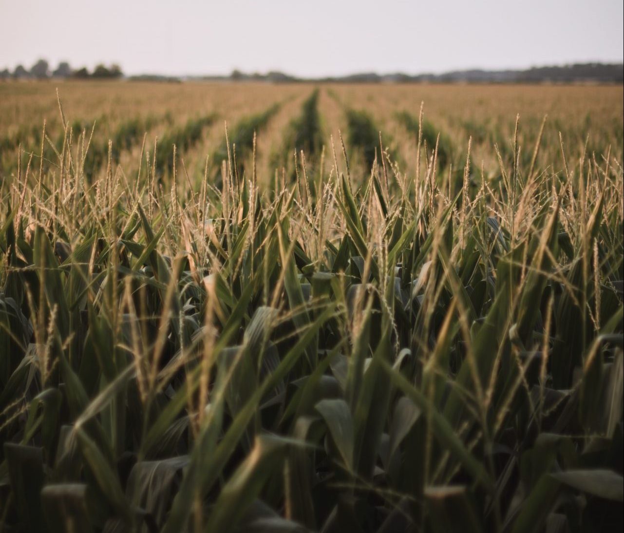 Fertiliser Focus – 26th April 2021